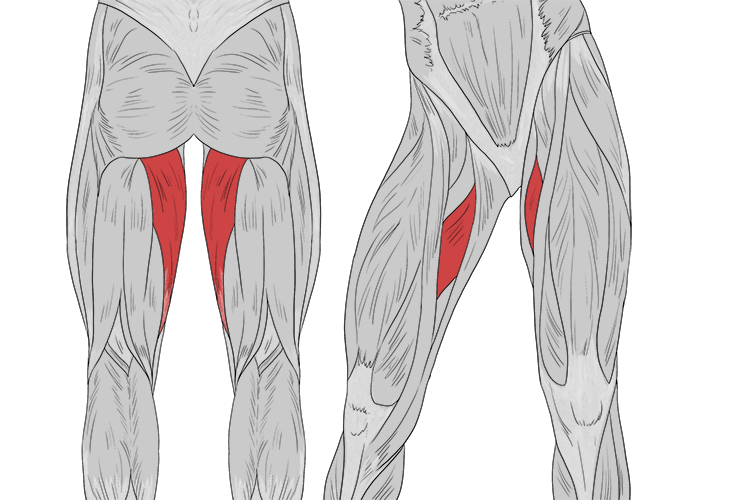 Muscle group located on the inner thighs which serve to bring the legs toward the centre of the body
